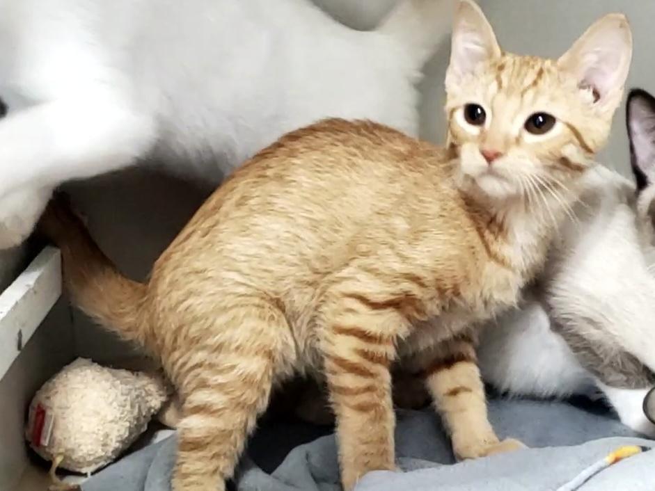 Simba