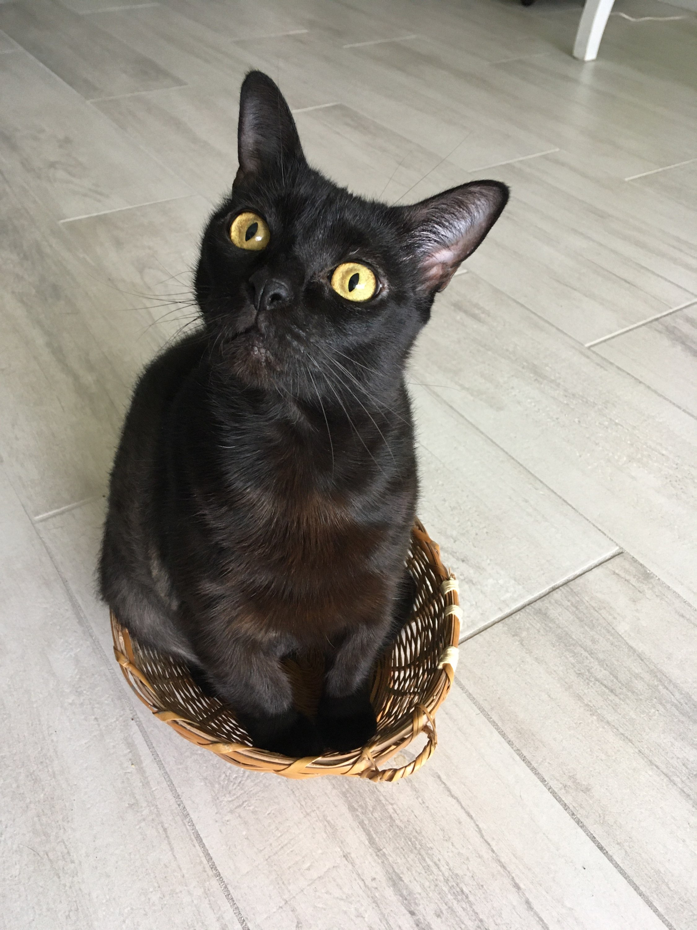 Carolina, Adopted, Adult Female Domestic Short Hair.