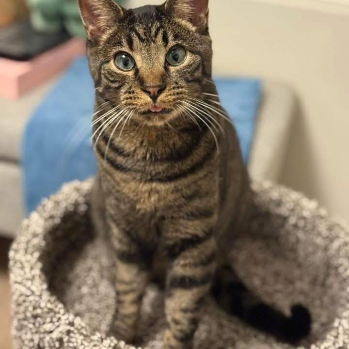 Matthew, Adoptable, Senior Male Domestic Short Hair.