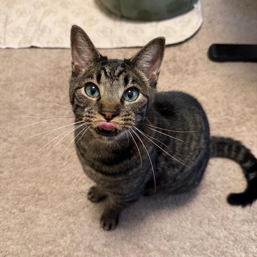 Matthew, Adoptable, Senior Male Domestic Short Hair.