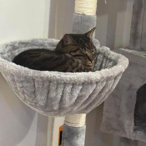 Enlarge Matthew, a Adoptable Domestic Short Hair in Bountiful, UT image 3/5