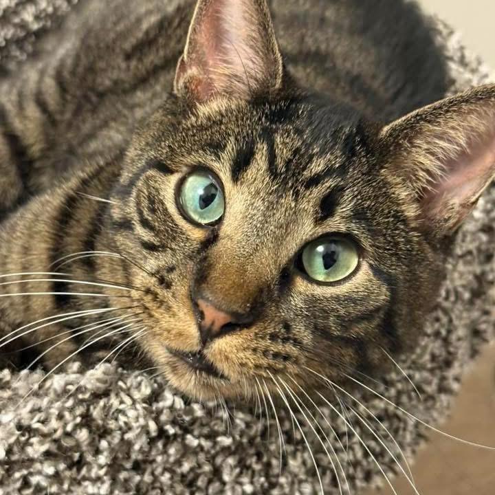 Enlarge Matthew, a Adoptable Domestic Short Hair in Bountiful, UT image 4/5