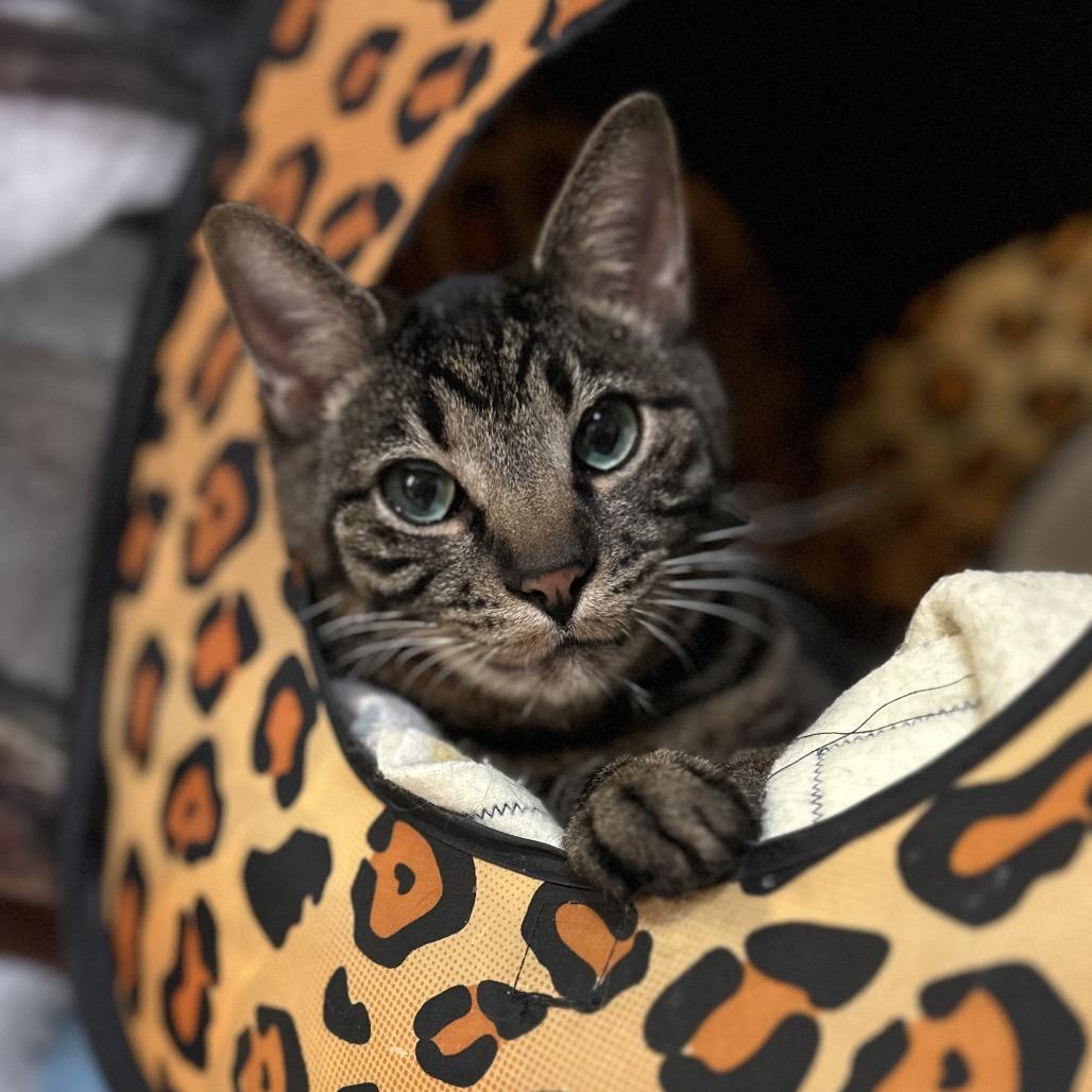 Enlarge Matthew, a Adoptable Domestic Short Hair in Bountiful, UT image 5/5