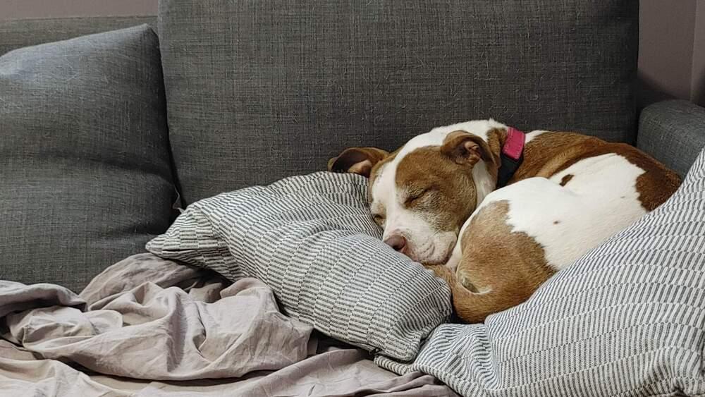 Digger, Adoptable, Adult Female Pit Bull Terrier & Jack Russell Terrier.