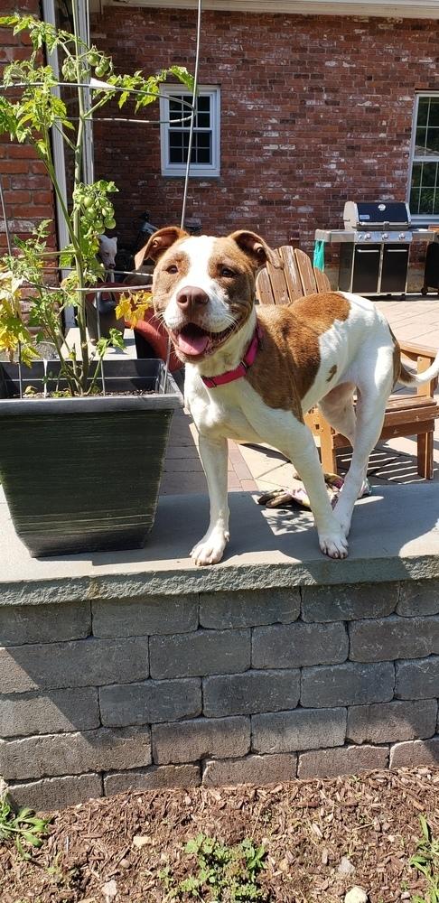 Enlarge Digger, a Adoptable mixed breed in Easton, CT image 2/3