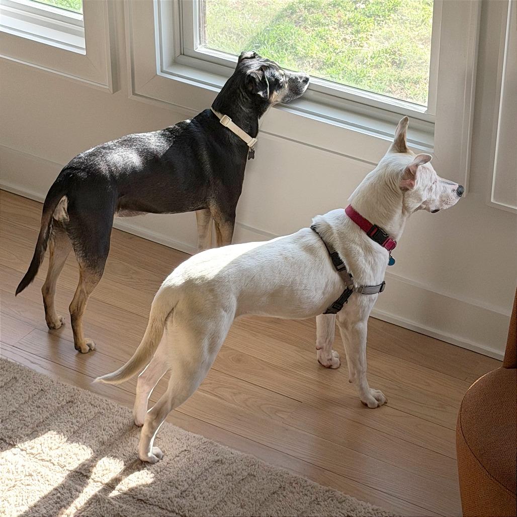 Enlarge Autumn, a Adoptable mixed breed in Washington, DC image 1/6