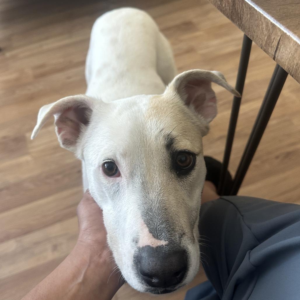 Autumn, Adoptable, Young Female Terrier.