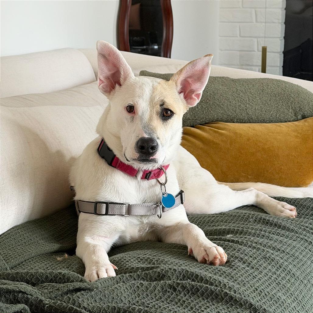 Autumn, Adoptable, Young Female Terrier.