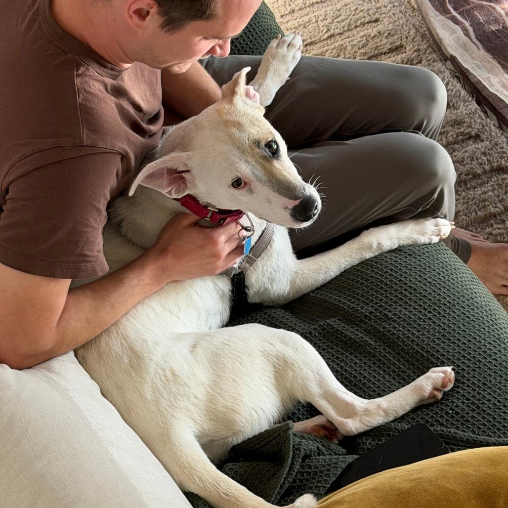 Enlarge Autumn, a Adoptable mixed breed in Washington, DC image 2/6