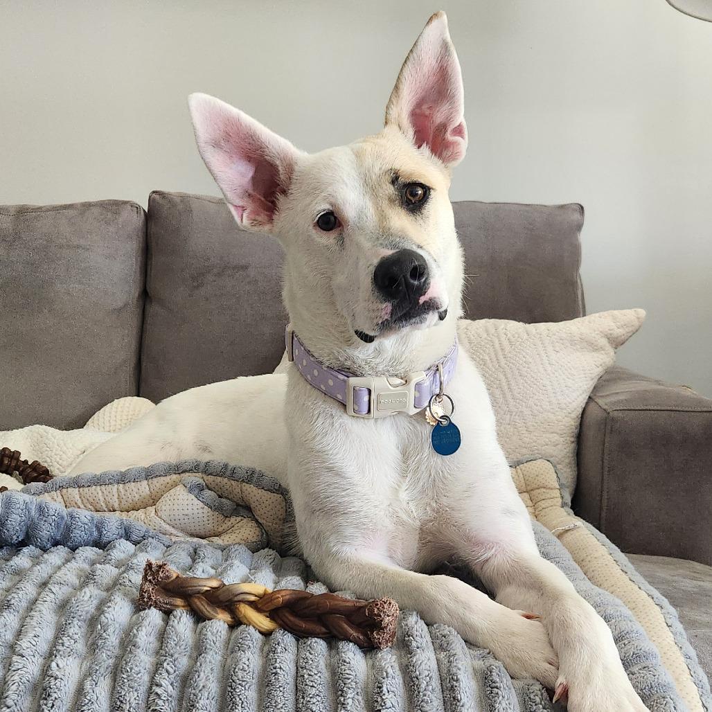 Enlarge Autumn, a Adoptable mixed breed in Washington, DC image 3/6