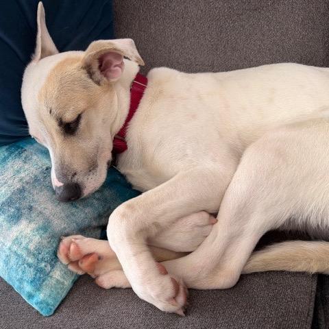 Enlarge Autumn, a Adoptable mixed breed in Washington, DC image 3/6