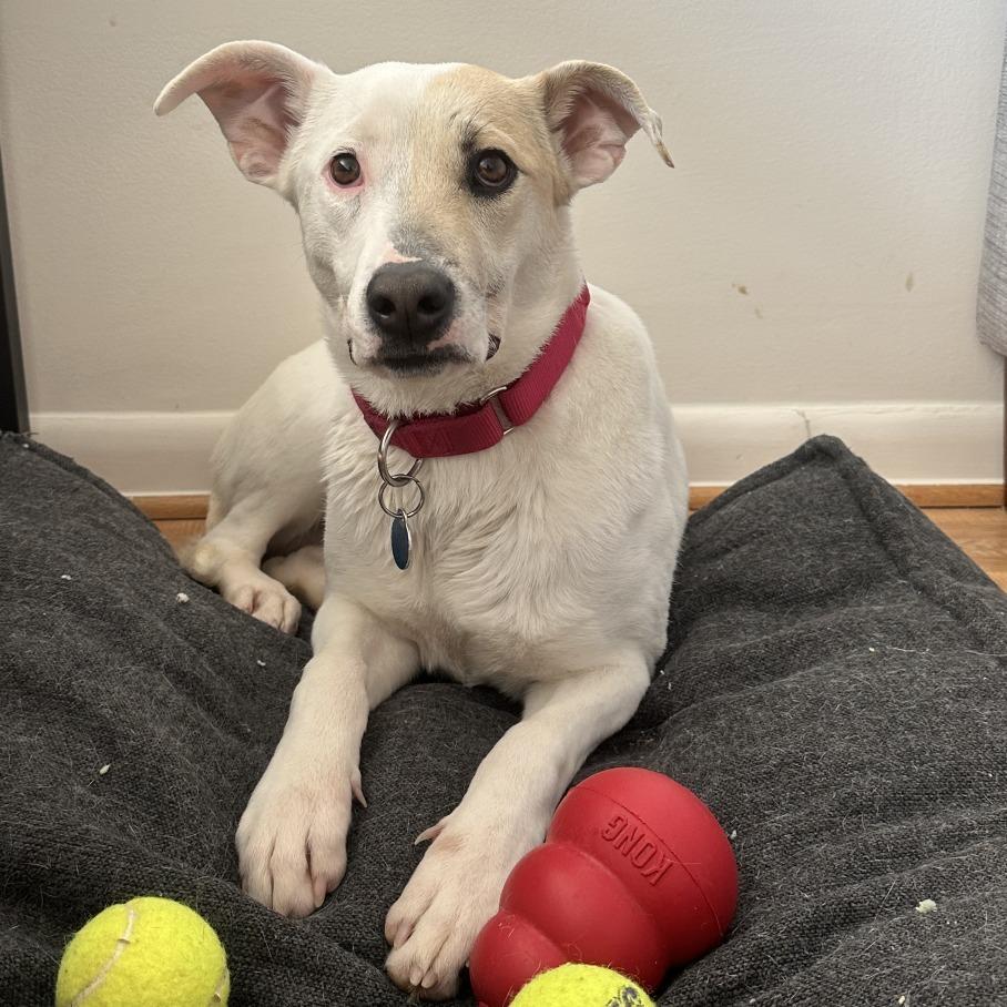 Enlarge Autumn, a Adoptable mixed breed in Washington, DC image 4/6