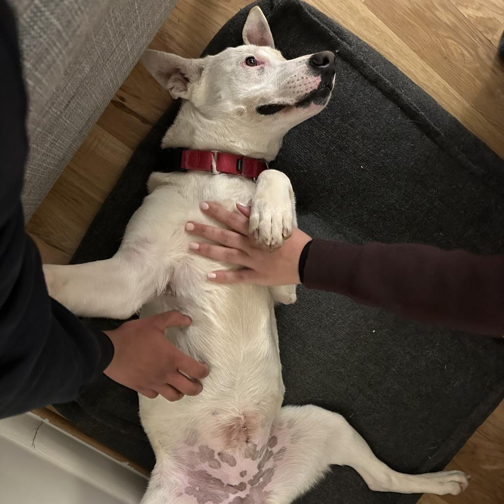 Enlarge Autumn, a Adoptable mixed breed in Washington, DC image 4/6