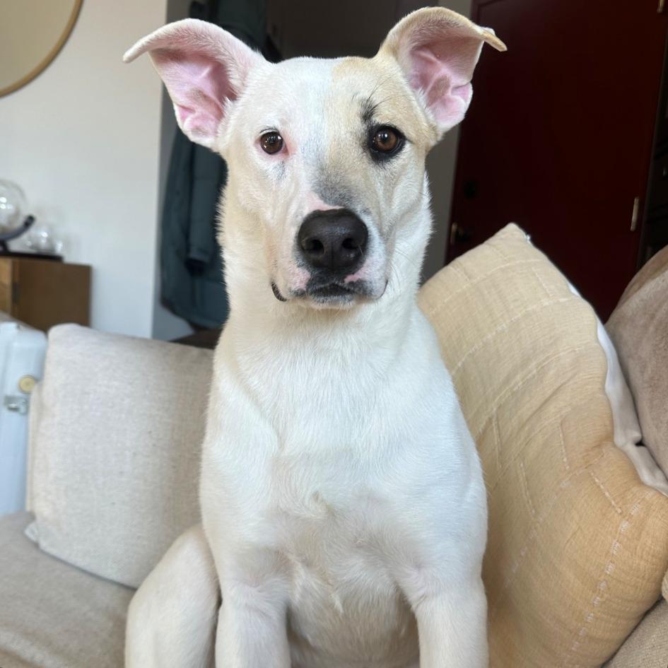 Enlarge Autumn, a Adoptable mixed breed in Washington, DC image 5/6