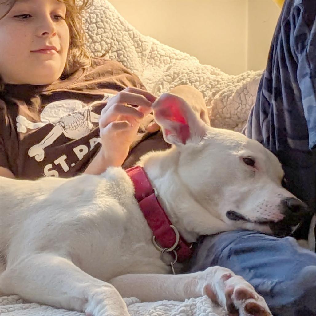 Enlarge Autumn, a Adoptable mixed breed in Washington, DC image 6/6