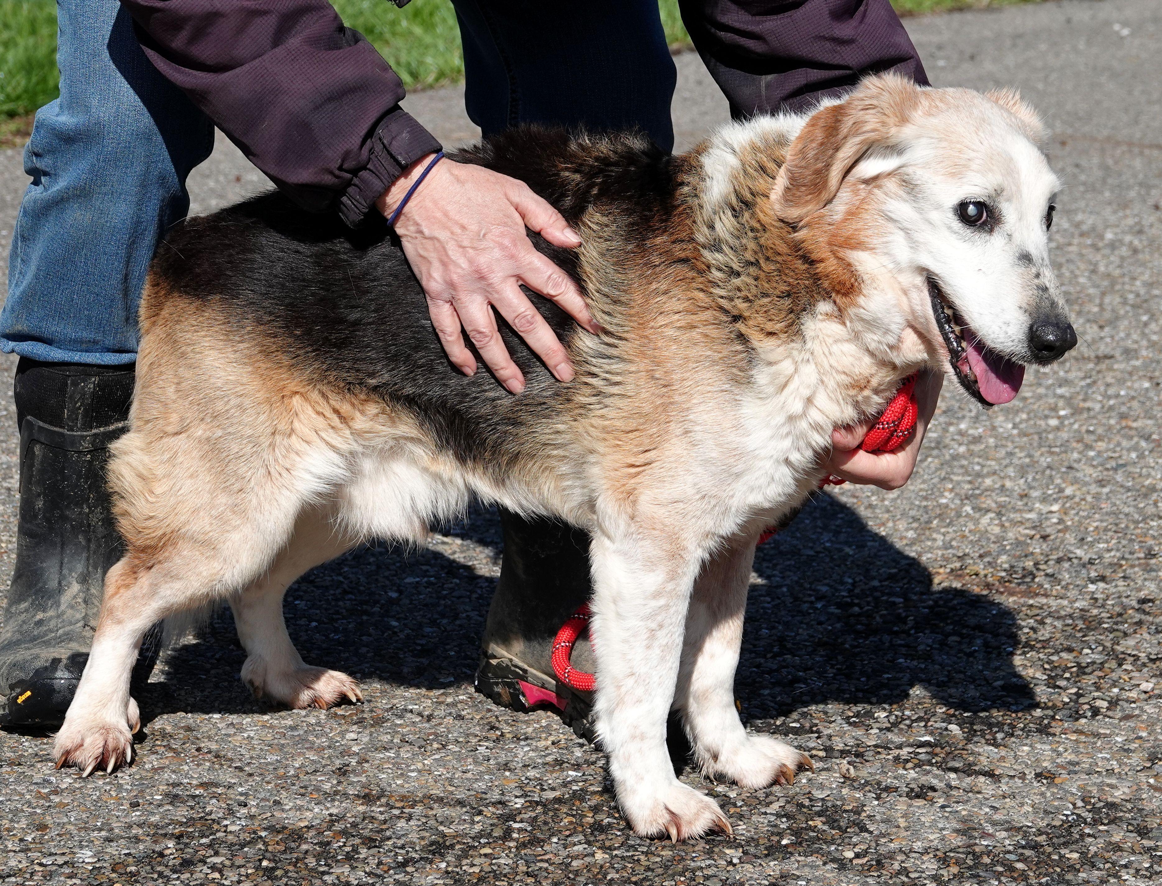 Enlarge Forest - CLAIMED BY OWNER, an adopted mixed breed in Millfield, OH image 2/2