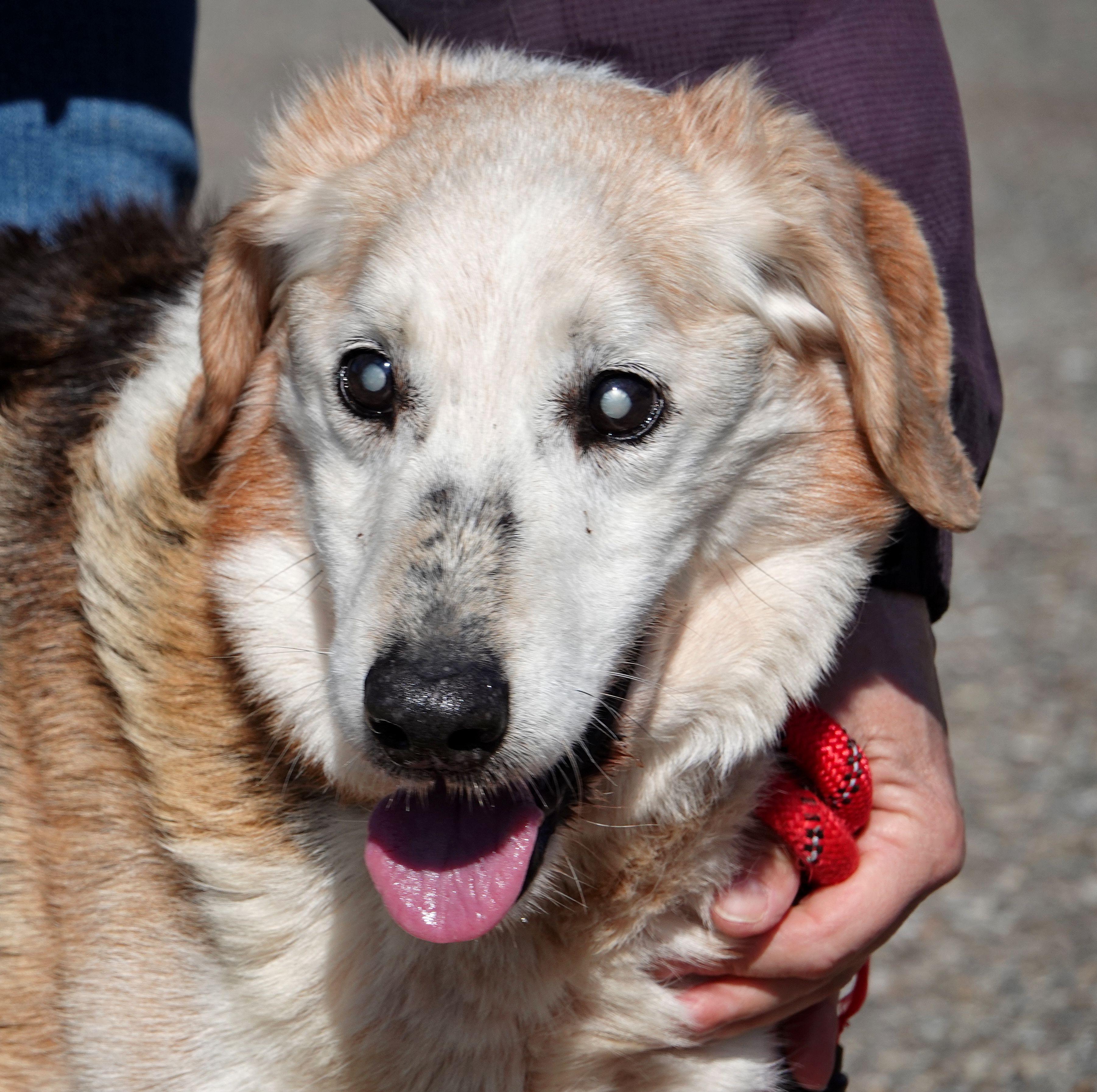 Enlarge Forest - CLAIMED BY OWNER, an adopted mixed breed in Millfield, OH image 1/2