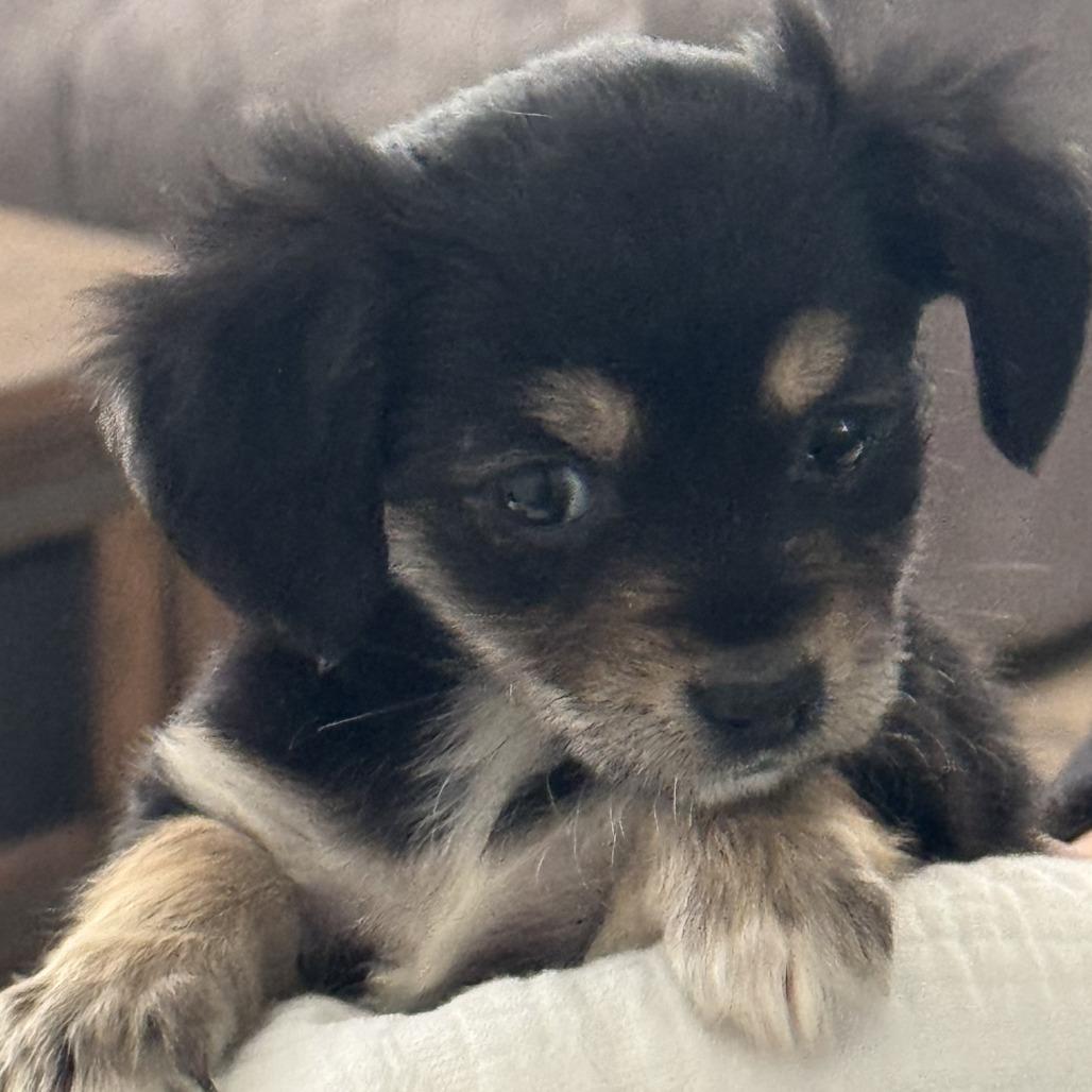 Winter, Adoptable, Puppy Female Chihuahua & Mixed Breed.