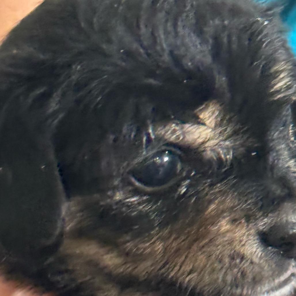 Enlarge Winter, a Adoptable mixed breed in Sacramento, CA image 2/2