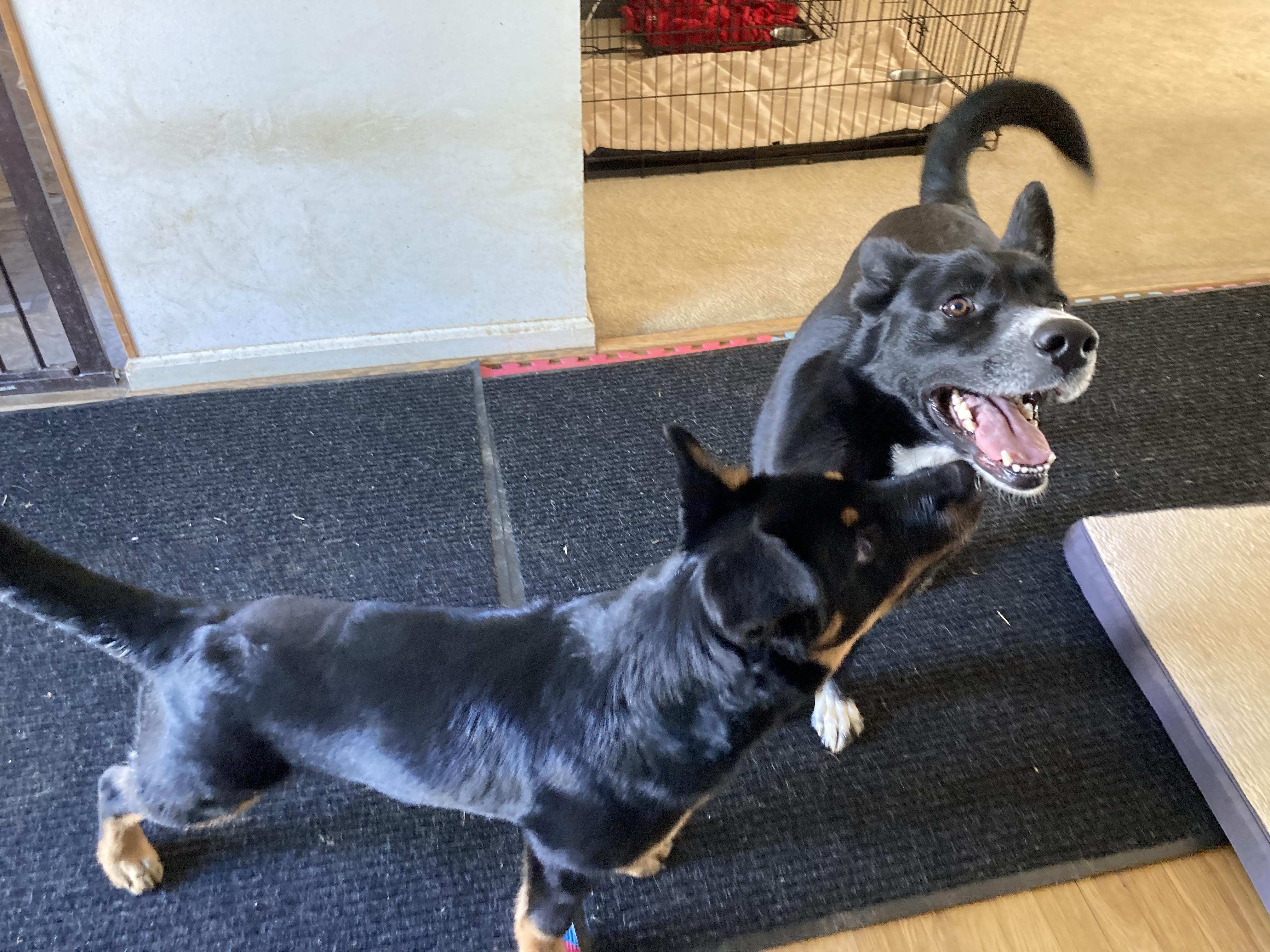 Enlarge Yogi, a Adoptable mixed breed in Silver Spring, MD image 4/6