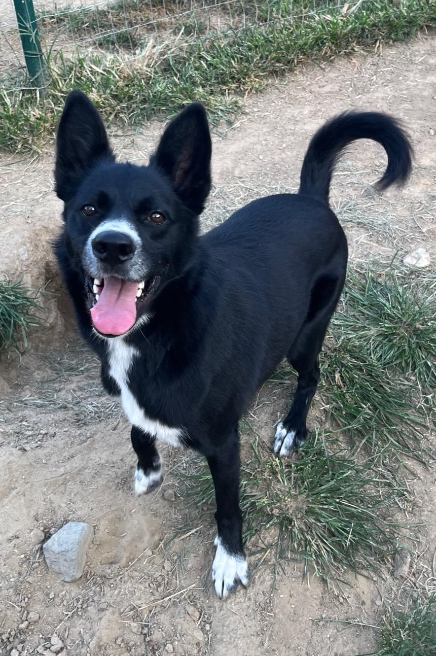 Enlarge Yogi, a Adoptable mixed breed in Silver Spring, MD image 2/6