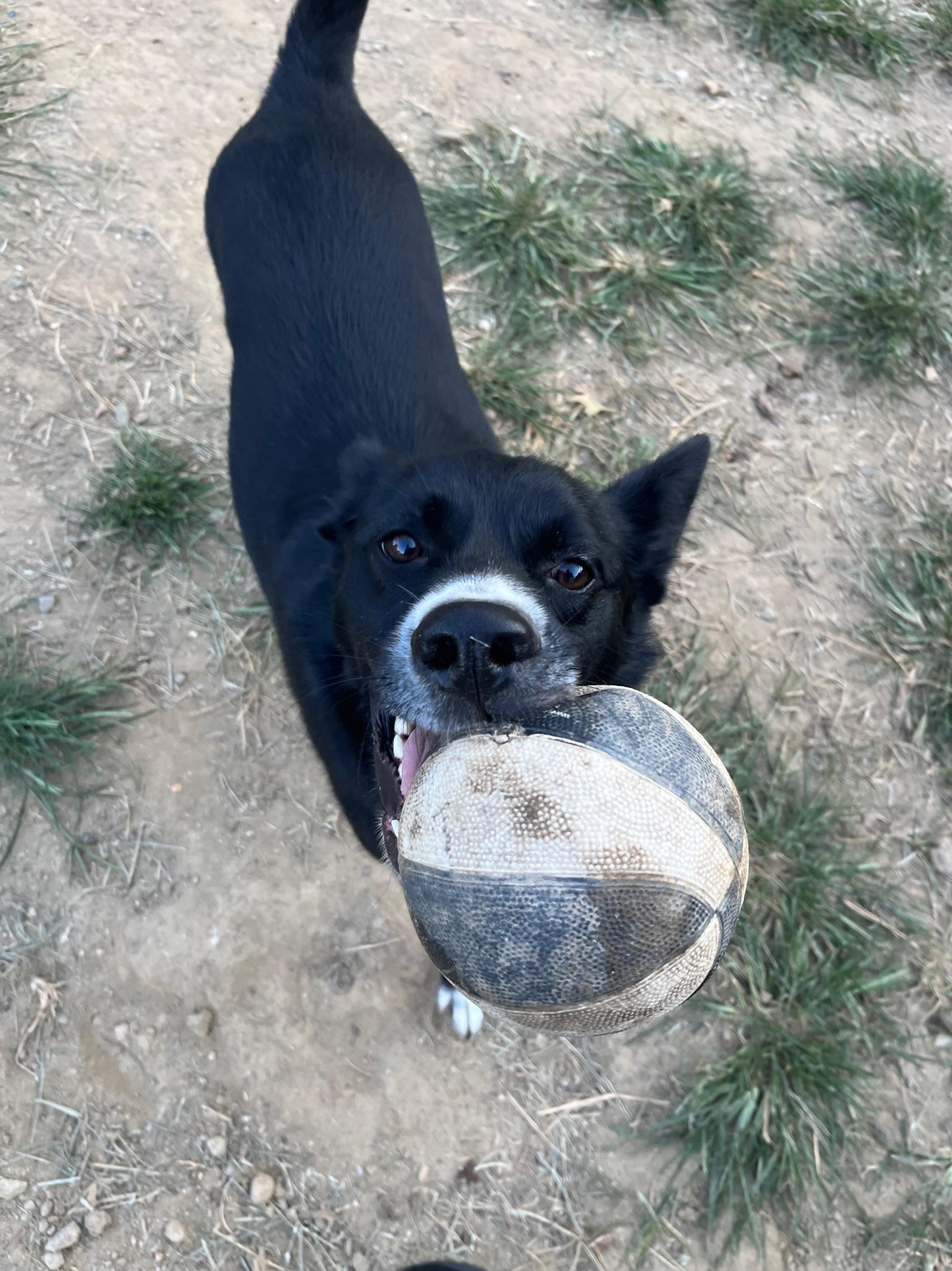 Enlarge Yogi, a Adoptable mixed breed in Silver Spring, MD image 1/6