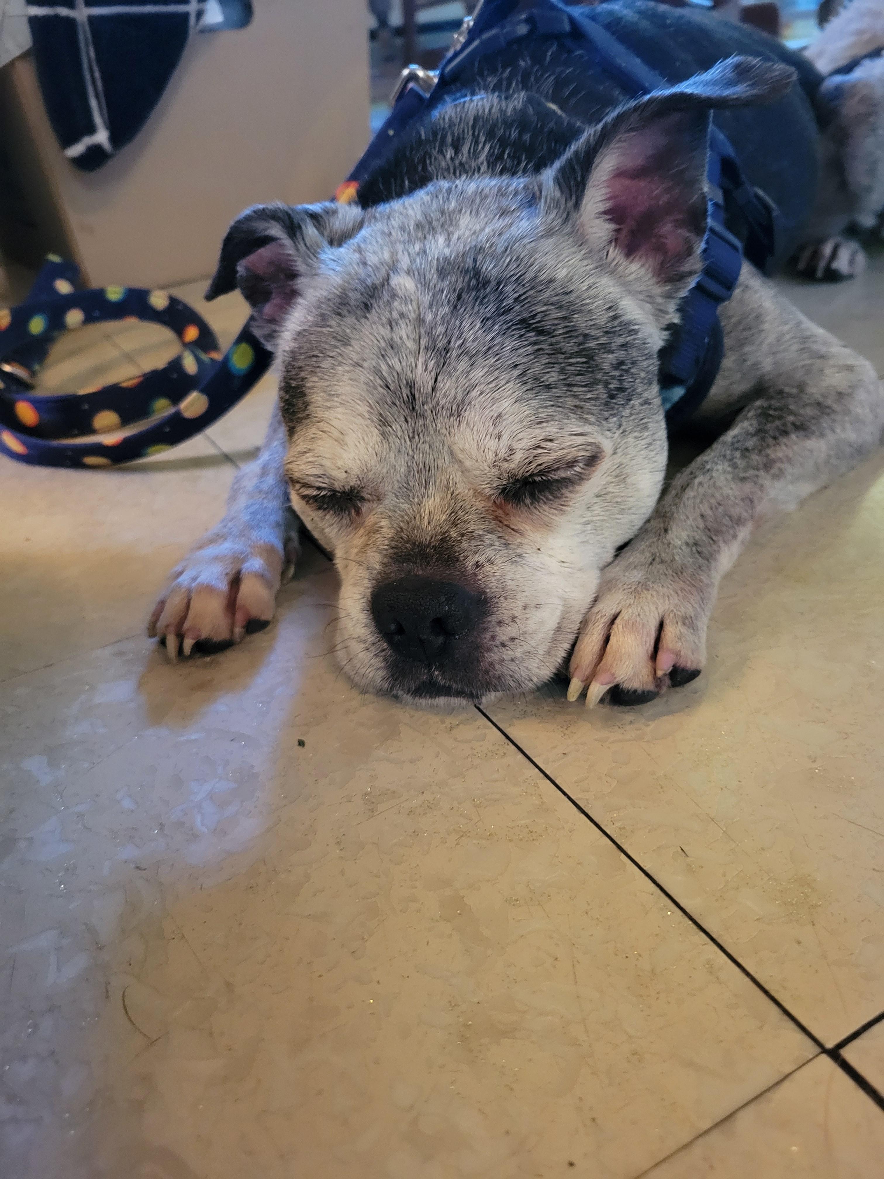 Enlarge Brimley, a ADOPTABLE Boston Terrier in Oregon, IL image 2/3