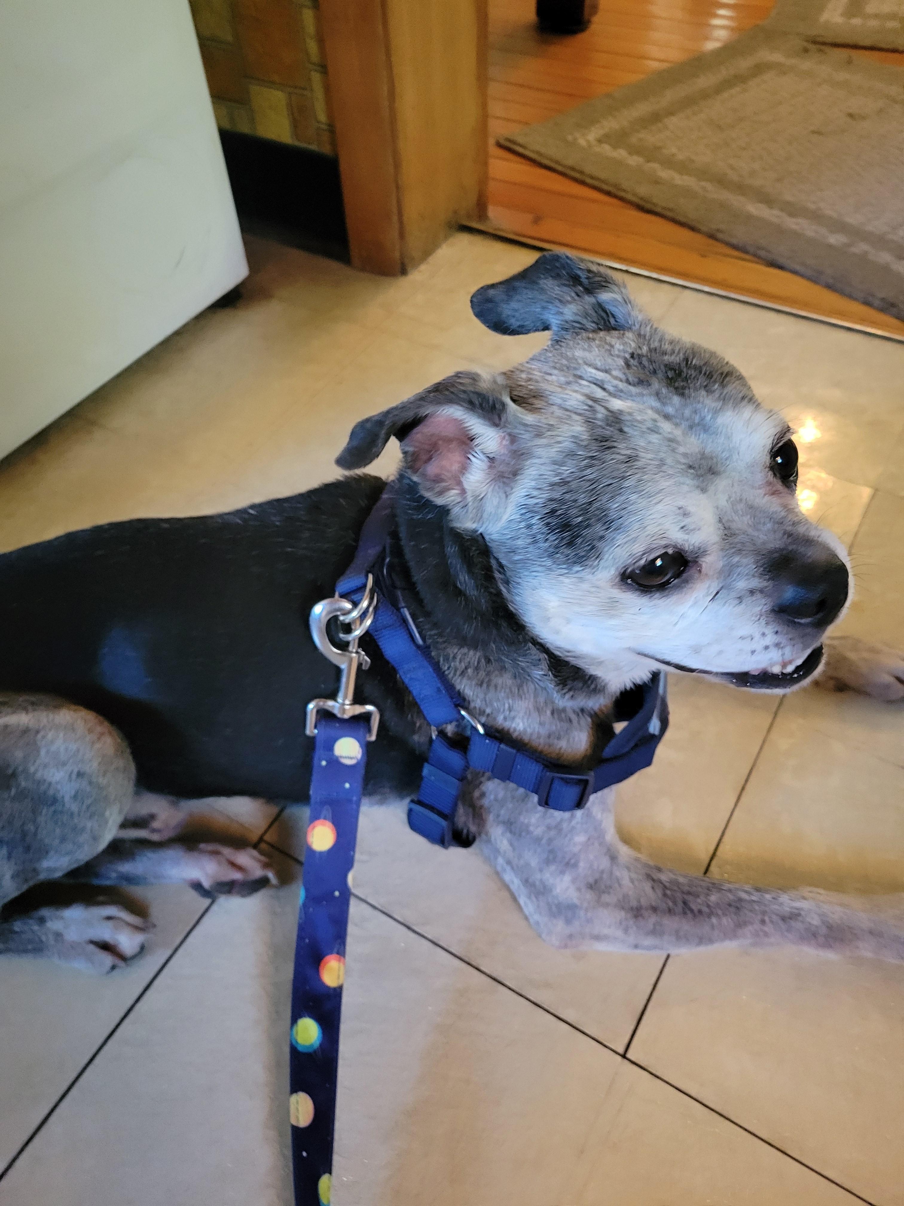 Brimley, ADOPTABLE, Senior Male Boston Terrier.