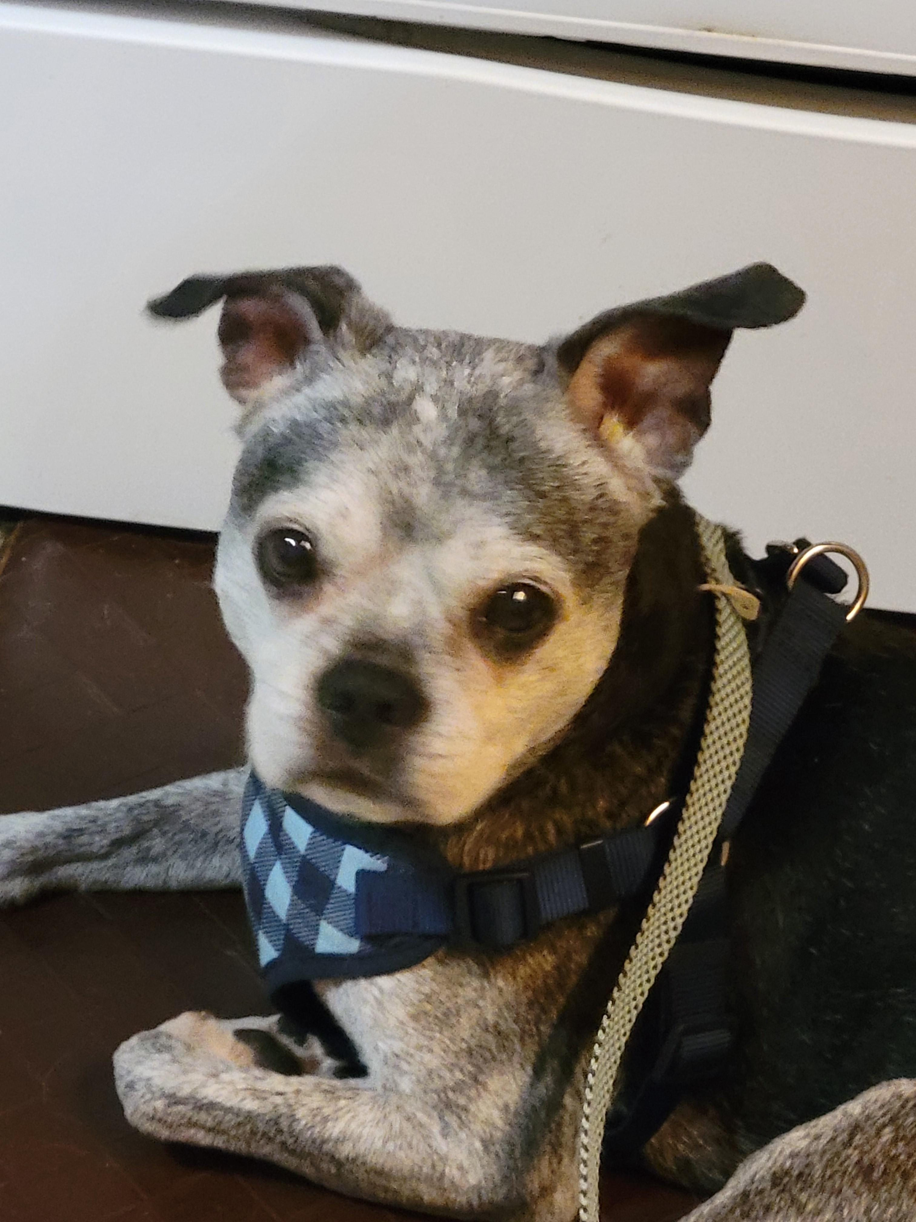 Enlarge Brimley, a ADOPTABLE Boston Terrier in Oregon, IL image 3/3