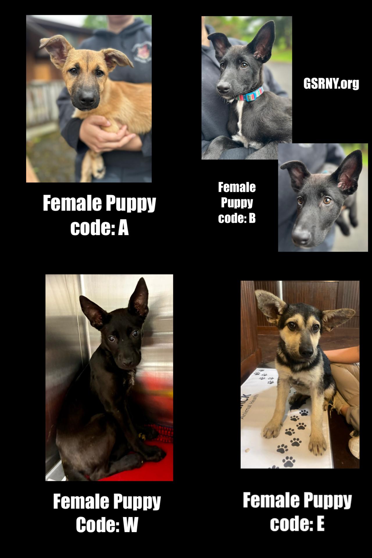 Puppies Available, an adoptable German Shepherd Dog & Labrador Retriever Mix in Delmar, NY_image-1