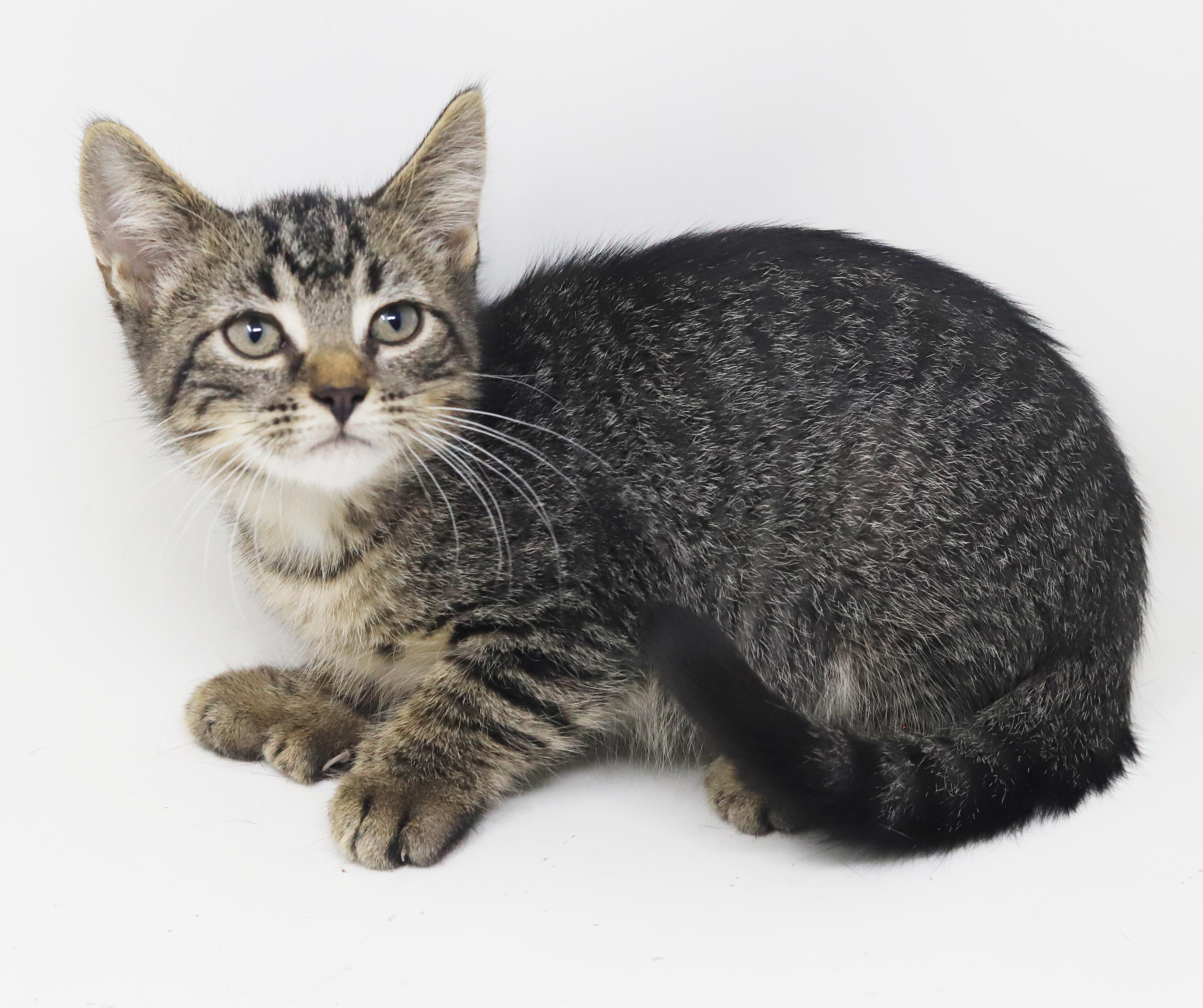 Enlarge Jerry Seinfeld is a joker and joy - EXTRA TOES POLYDACTYL, a Adoptable mixed breed in Bedford Hills, NY image 2/6