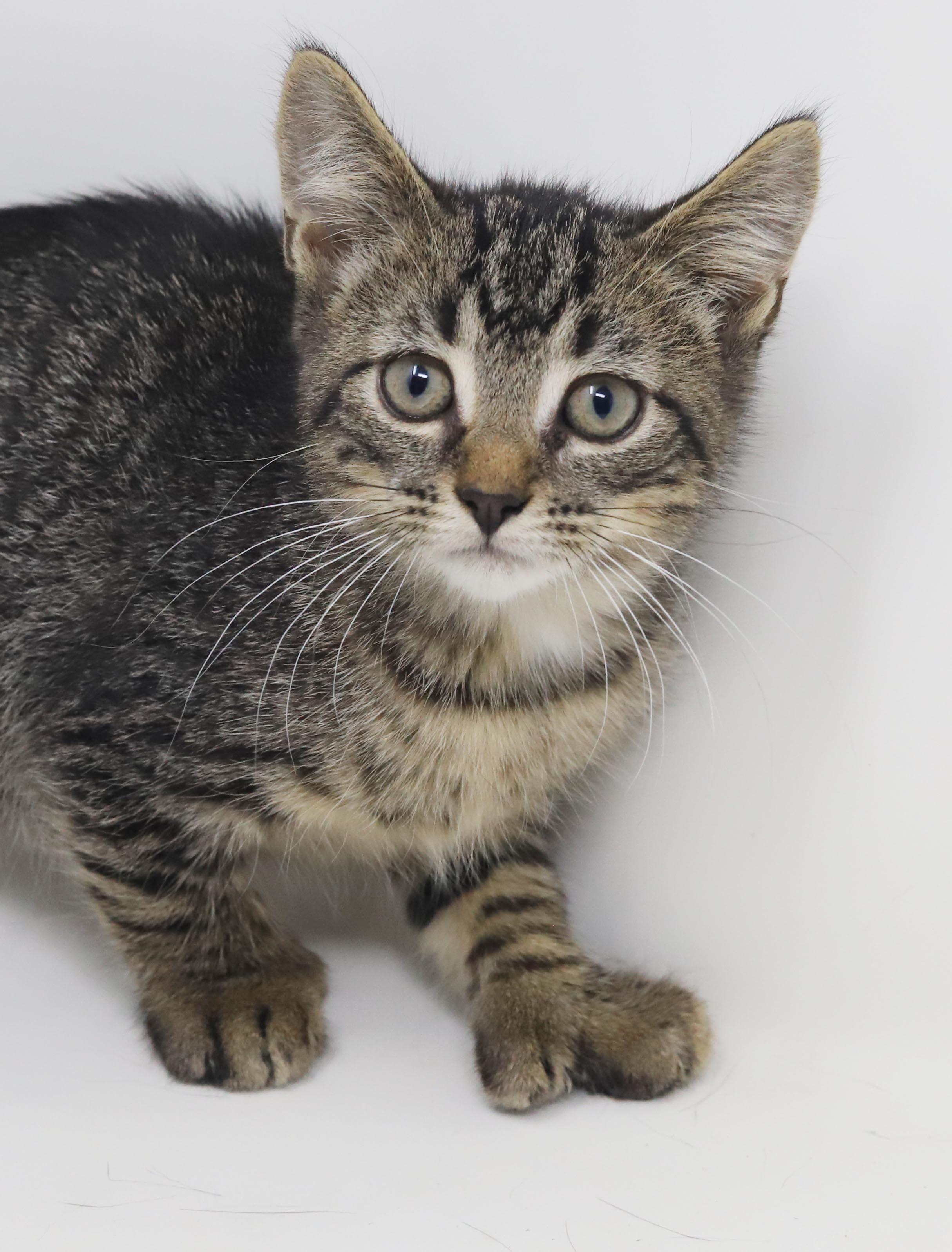 Jerry Seinfeld is a joker and joy - EXTRA TOES POLYDACTYL, Adoptable, Kitten Male Extra-Toes Cat / Hemingway Polydactyl & Tabby.