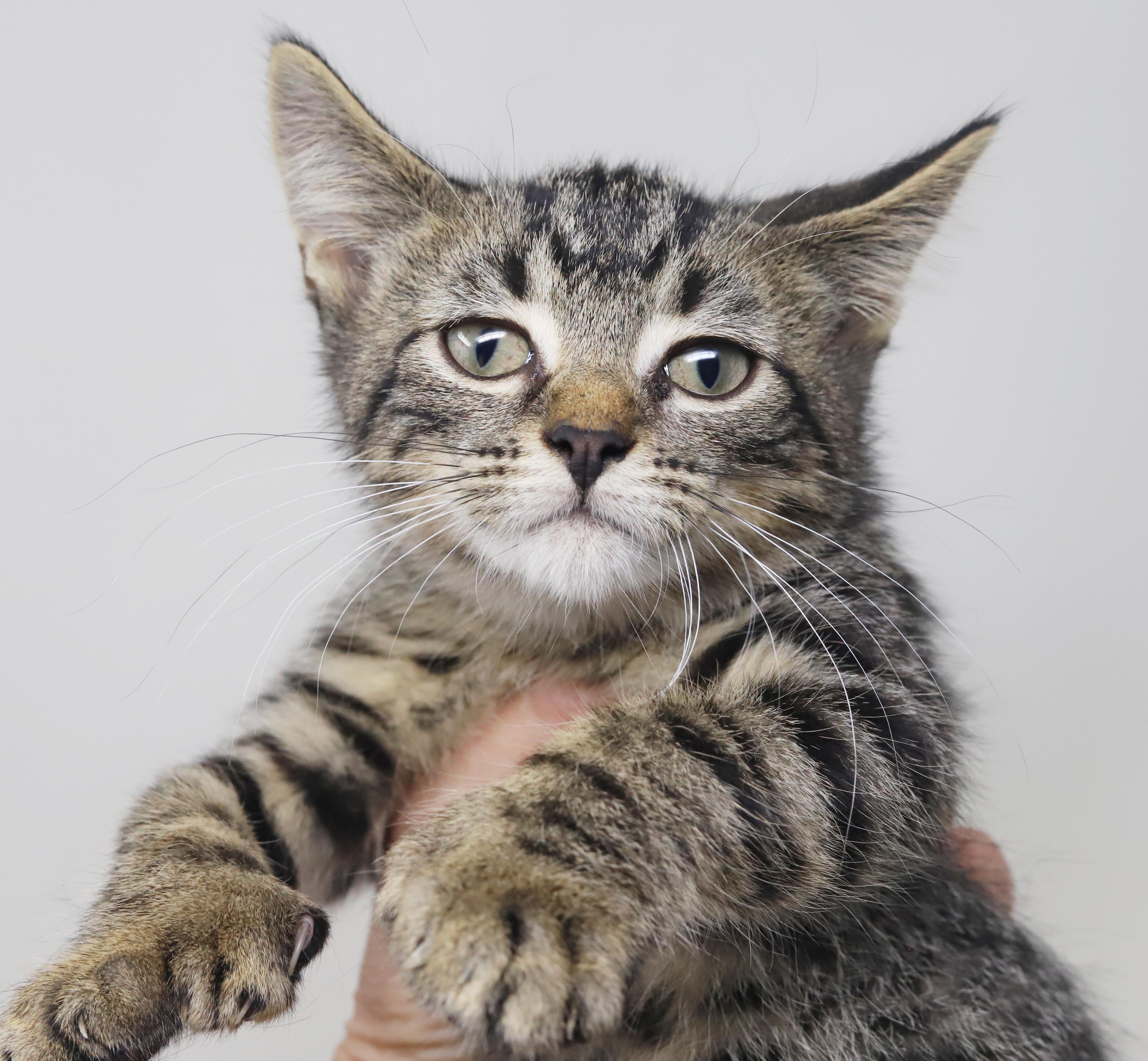 Enlarge Jerry Seinfeld is a joker and joy - EXTRA TOES POLYDACTYL, a Adoptable mixed breed in Bedford Hills, NY image 6/6