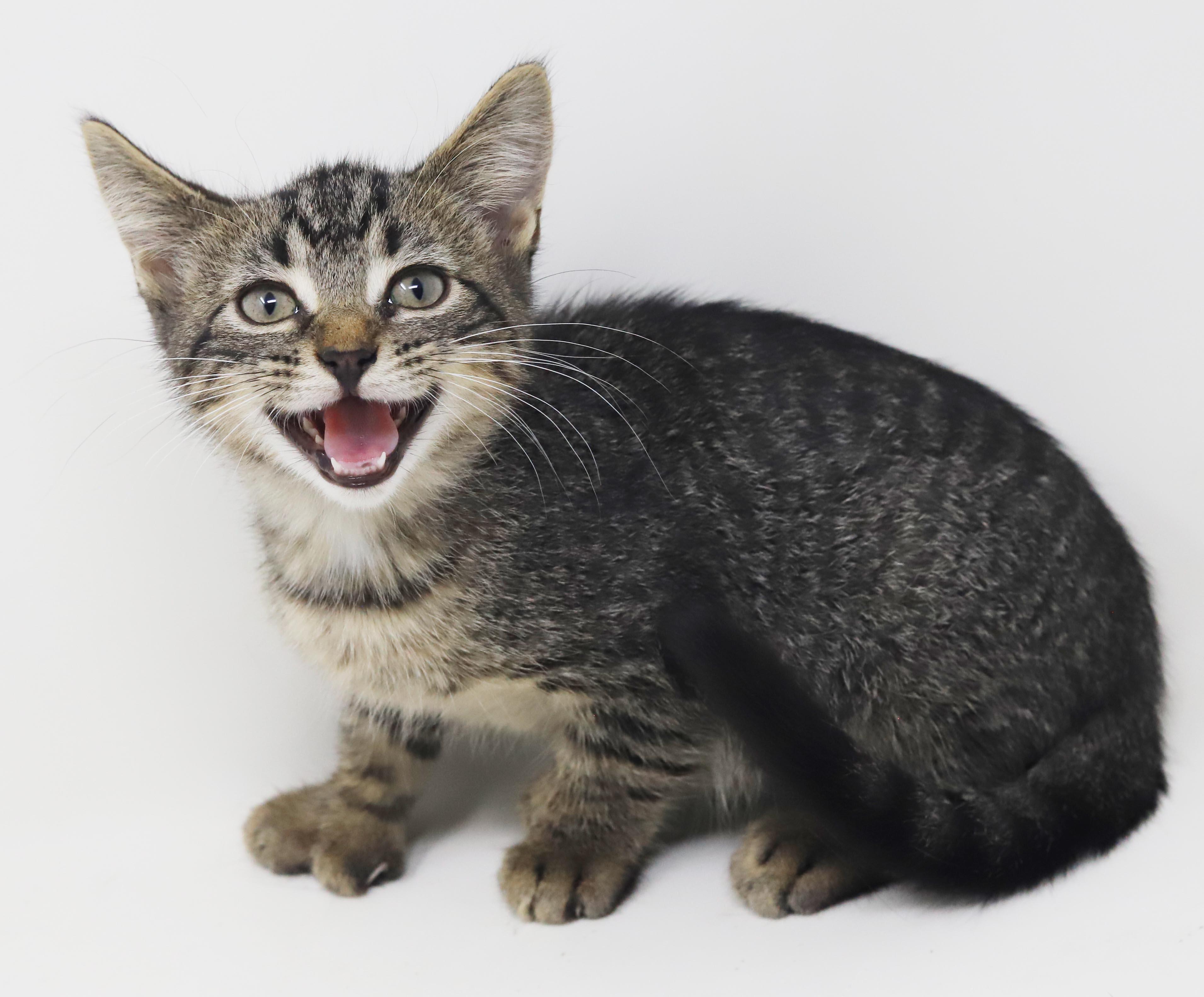 Enlarge Jerry Seinfeld is a joker and joy - EXTRA TOES POLYDACTYL, a Adoptable mixed breed in Bedford Hills, NY image 5/6