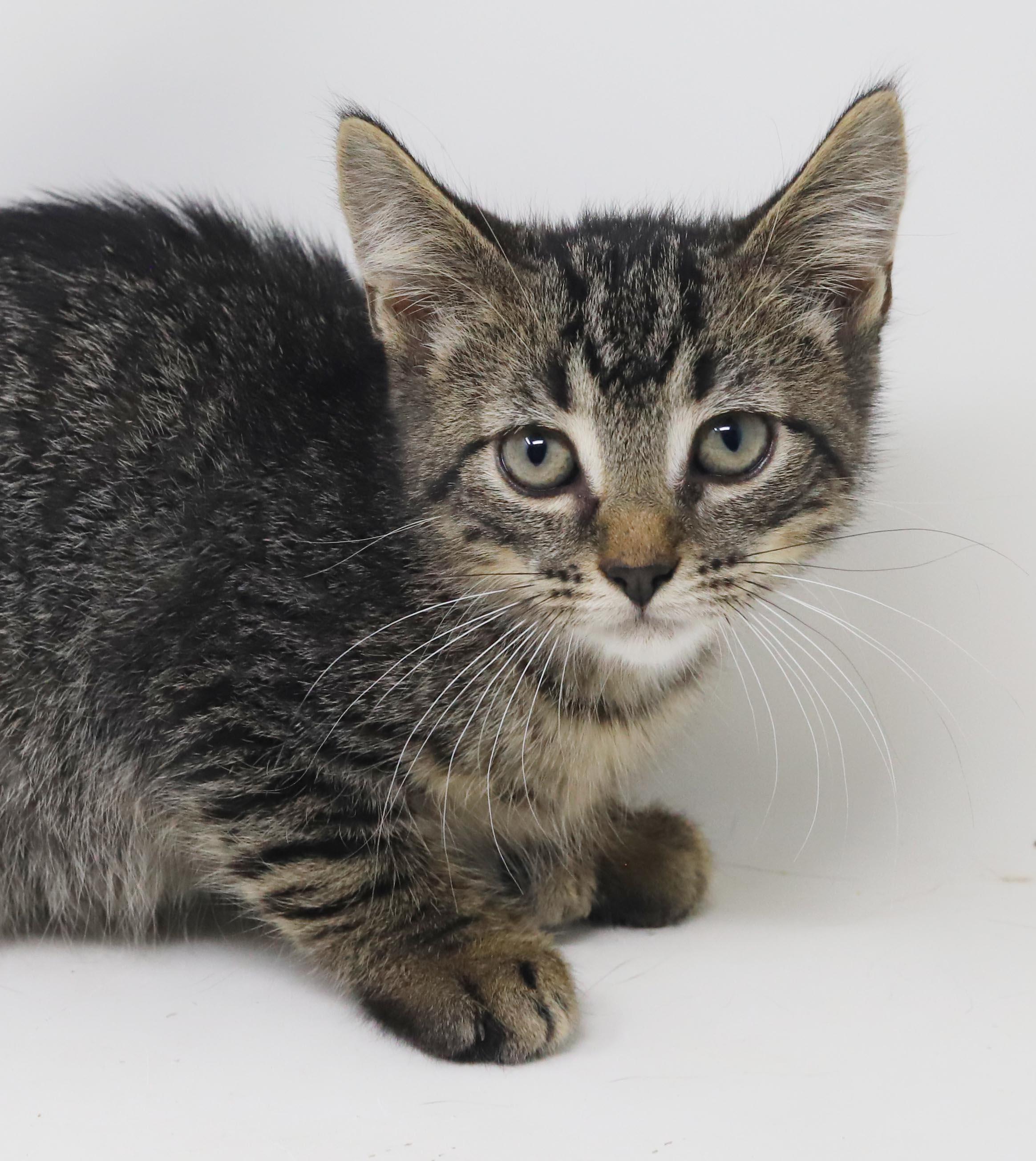 Enlarge Jerry Seinfeld is a joker and joy - EXTRA TOES POLYDACTYL, a Adoptable mixed breed in Bedford Hills, NY image 3/6