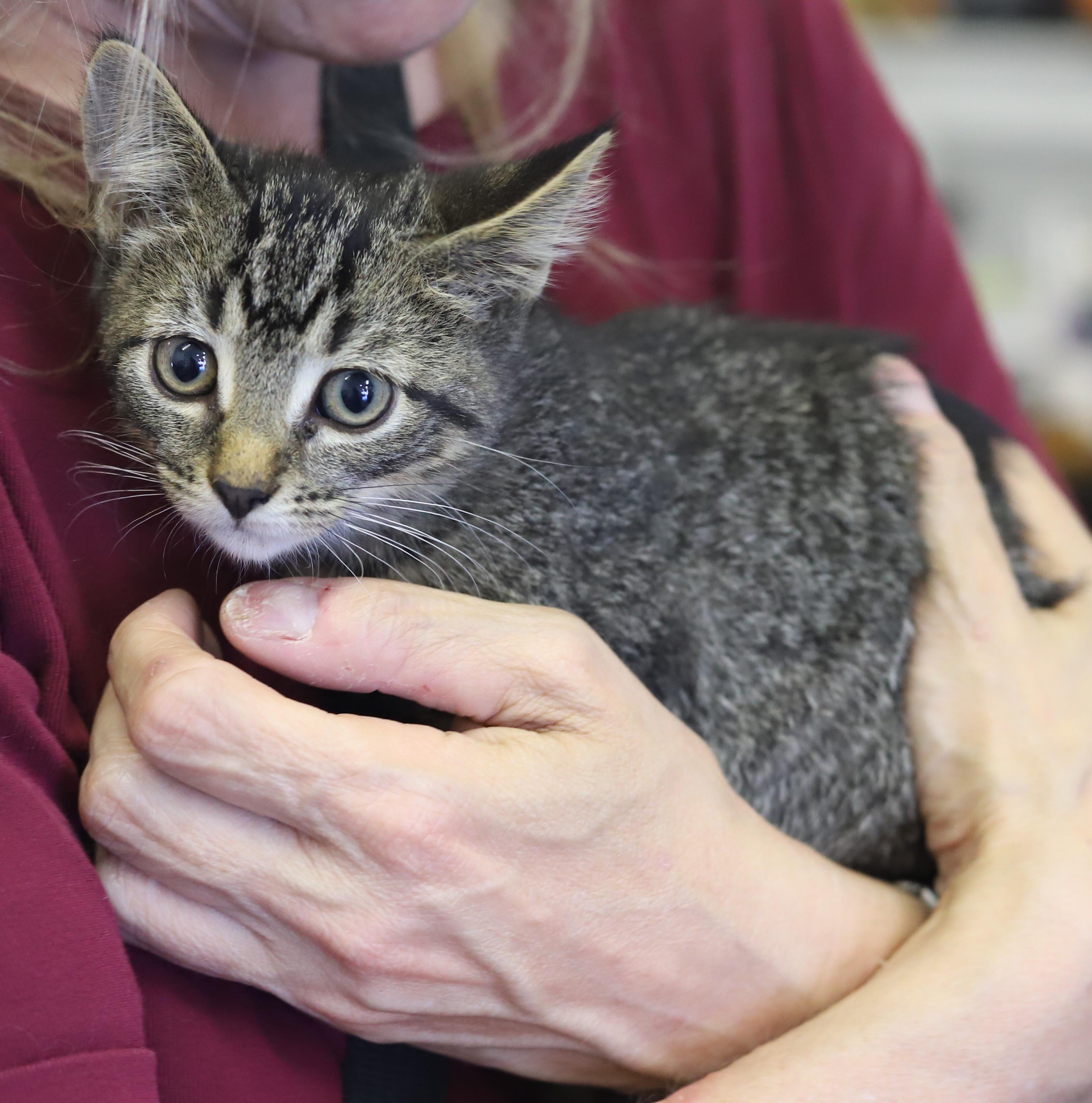 Enlarge Jerry Seinfeld is a joker and joy - EXTRA TOES POLYDACTYL, a Adoptable mixed breed in Bedford Hills, NY image 4/6