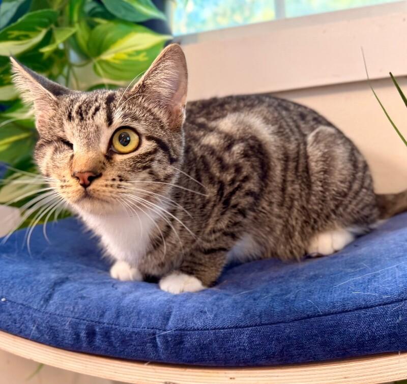 Diane Gillespie TCHS