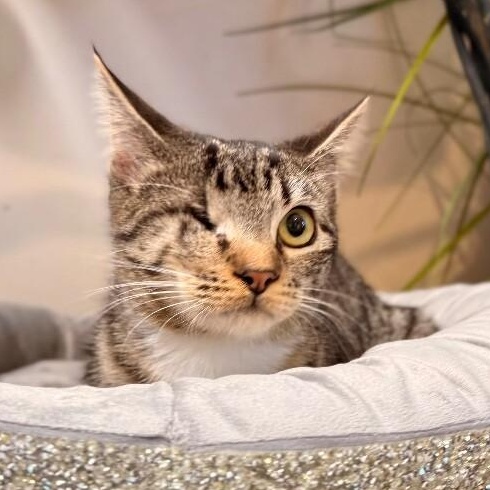 Diane Gillespie TCHS — thumbnail 4