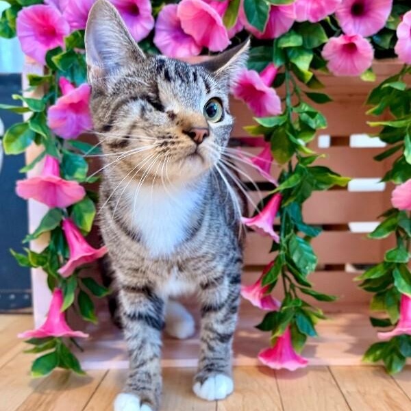 Diane Gillespie TCHS — thumbnail 5