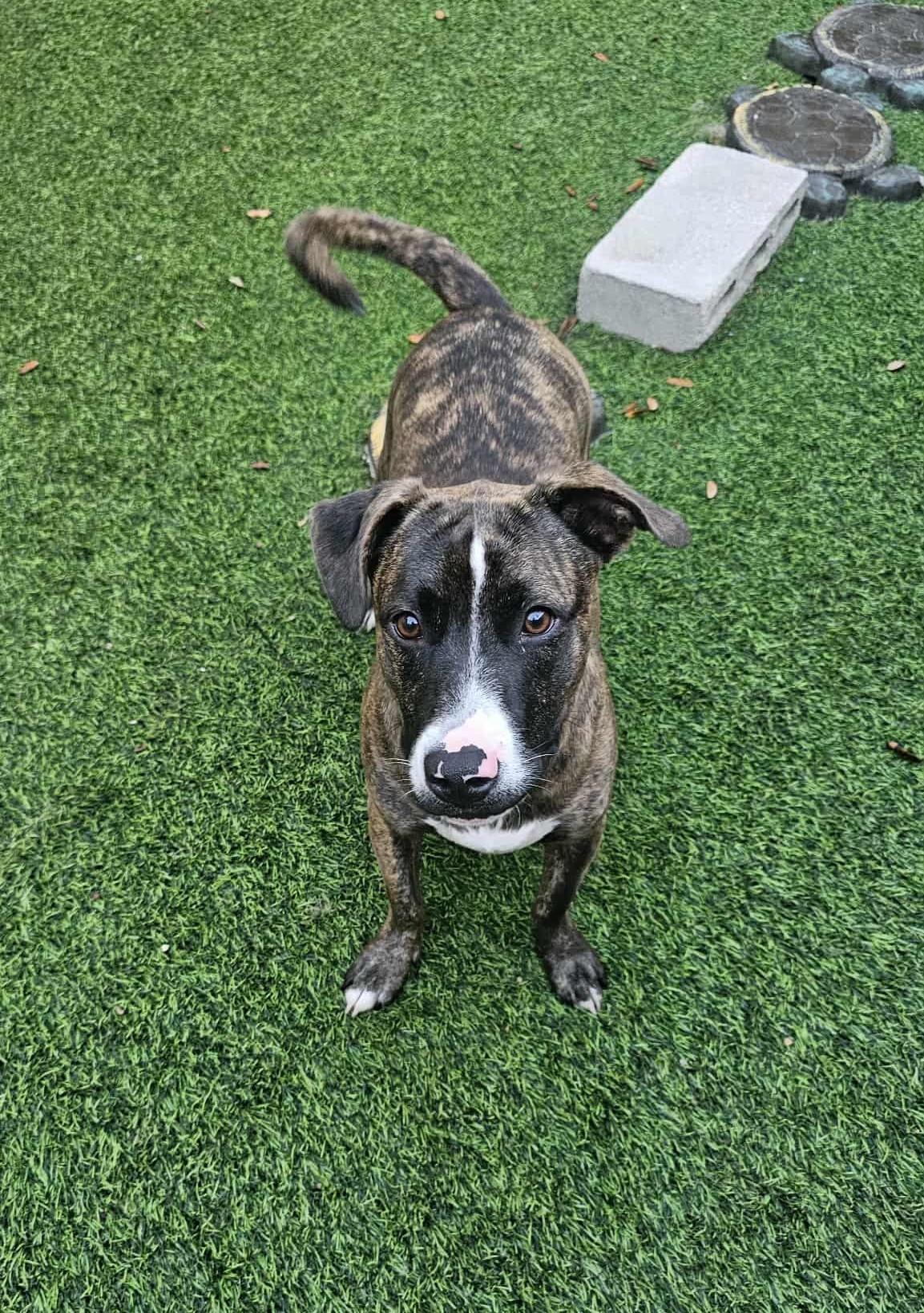 Enlarge TOMMY- Needs a foster or adopter, a Adoptable mixed breed in Largo, FL image 3/6