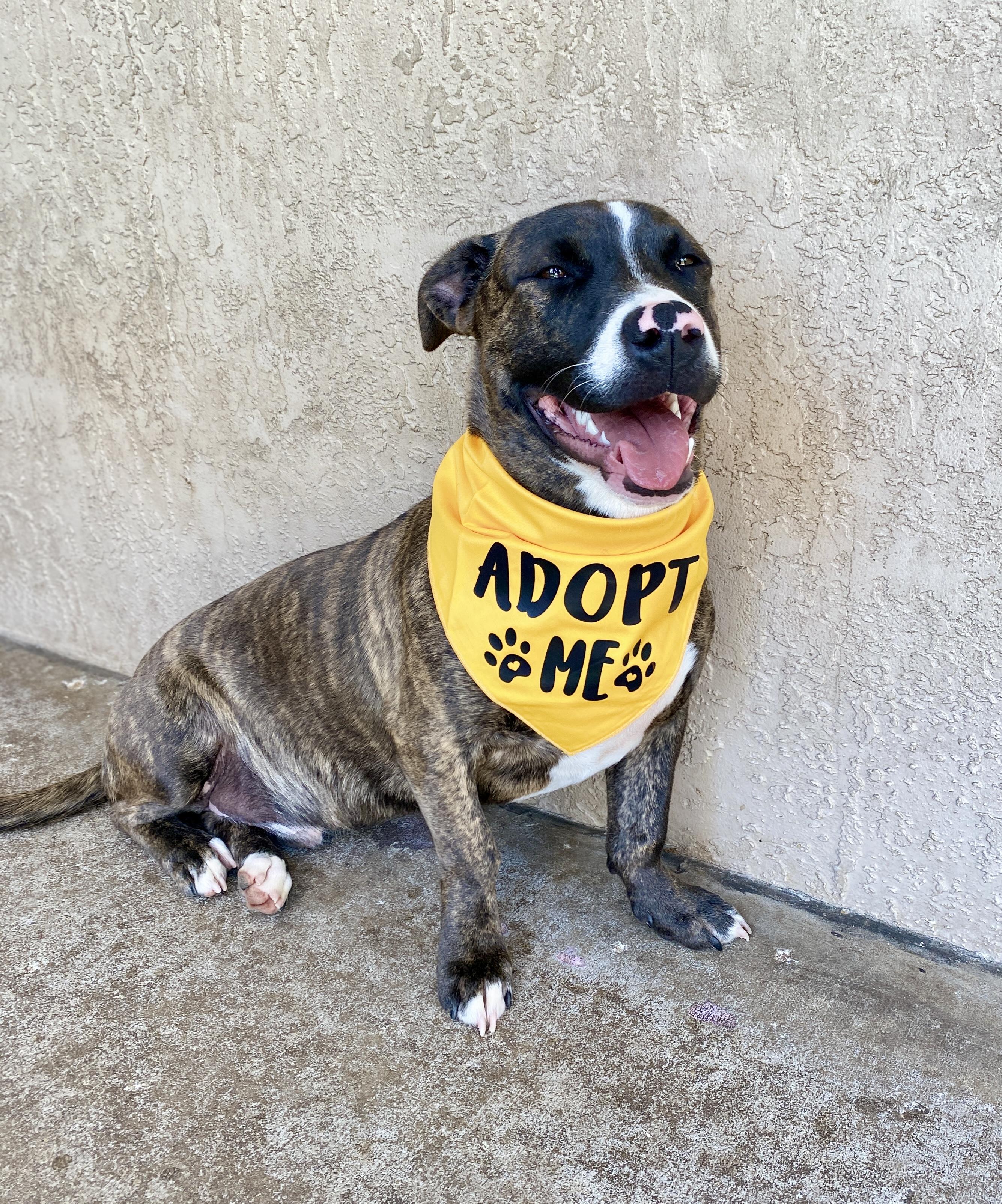 Enlarge TOMMY- Needs a foster or adopter, a Adoptable mixed breed in Largo, FL image 6/6