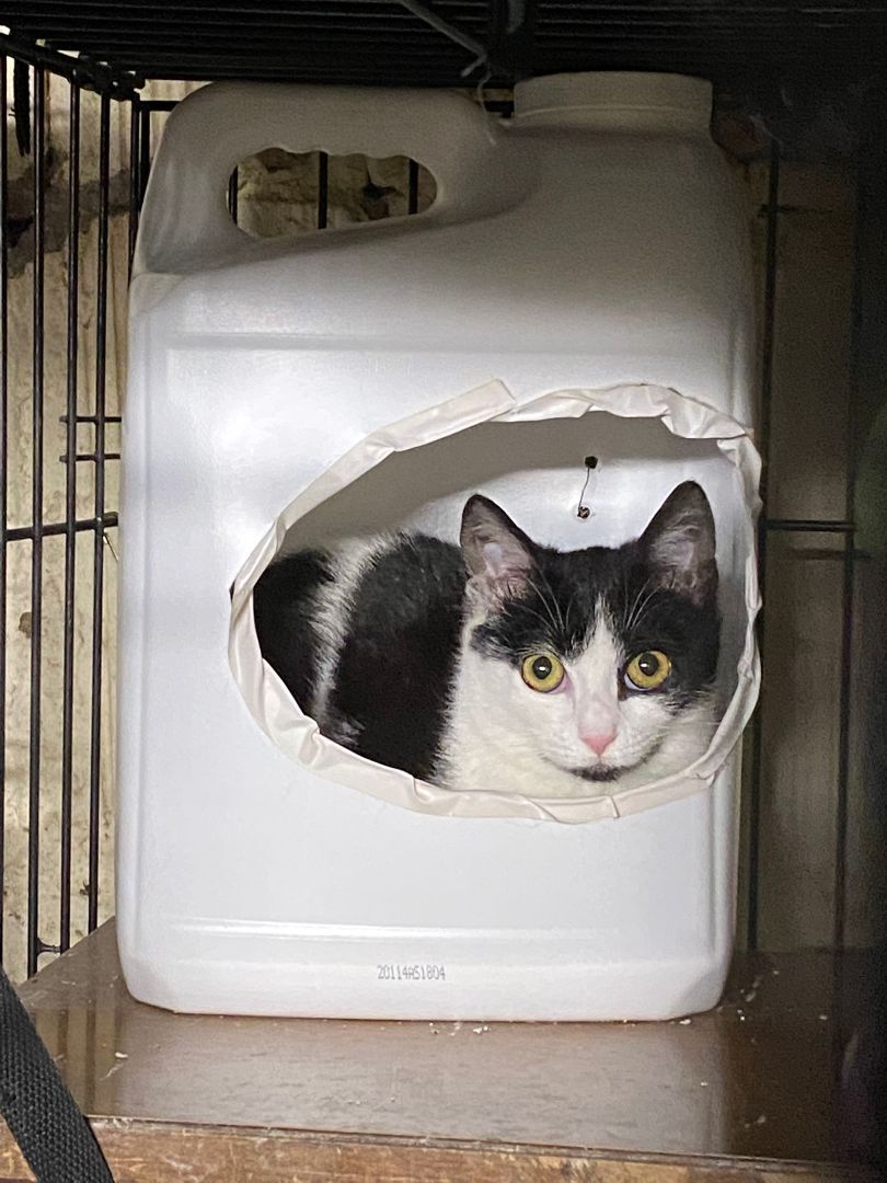 Ophelia, a Adoptable Domestic Short Hair in Perth Amboy , NJ image 1/12