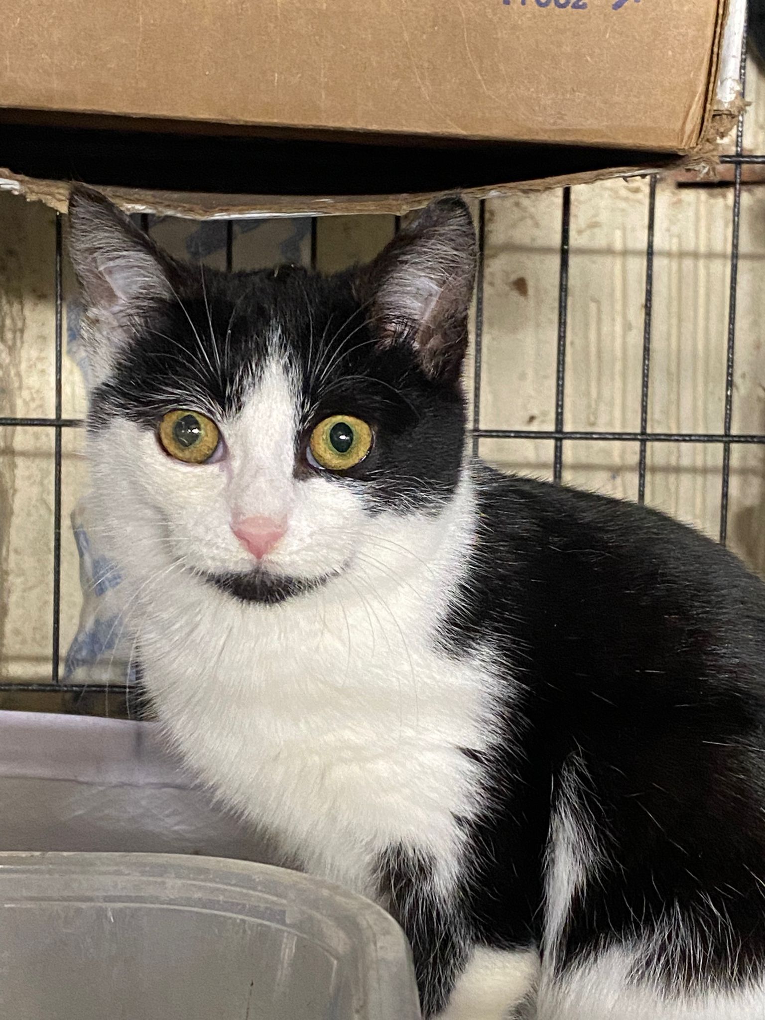 Ophelia, a Adoptable Domestic Short Hair in Perth Amboy , NJ image 2/12