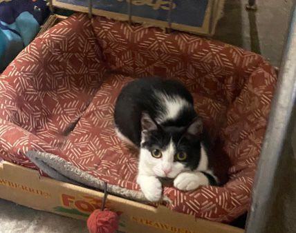 Ophelia, a Adoptable Domestic Short Hair in Perth Amboy , NJ image 3/12