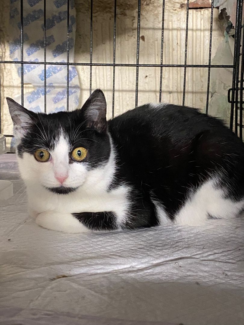 Ophelia, a Adoptable Domestic Short Hair in Perth Amboy , NJ image 4/12