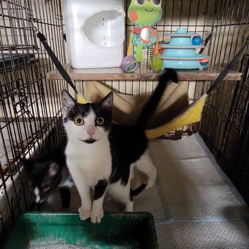 Ophelia, a Adoptable Domestic Short Hair in Perth Amboy , NJ image 5/12