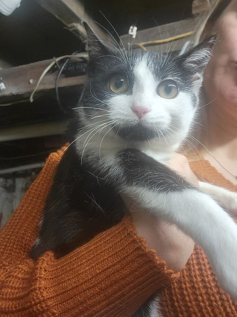 Ophelia, a Adoptable Domestic Short Hair in Perth Amboy , NJ image 6/12