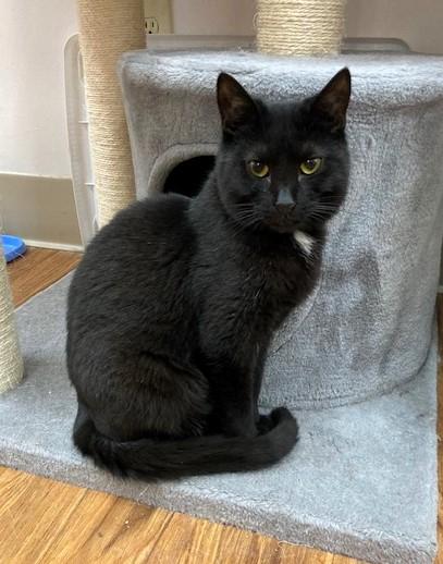 Larry, Adoptable, Young Male Domestic Short Hair.