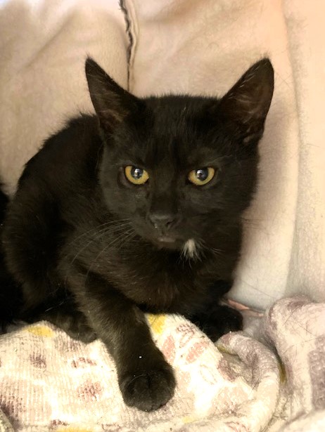 Larry, a Adoptable Domestic Short Hair in Medina, OH image 2/2