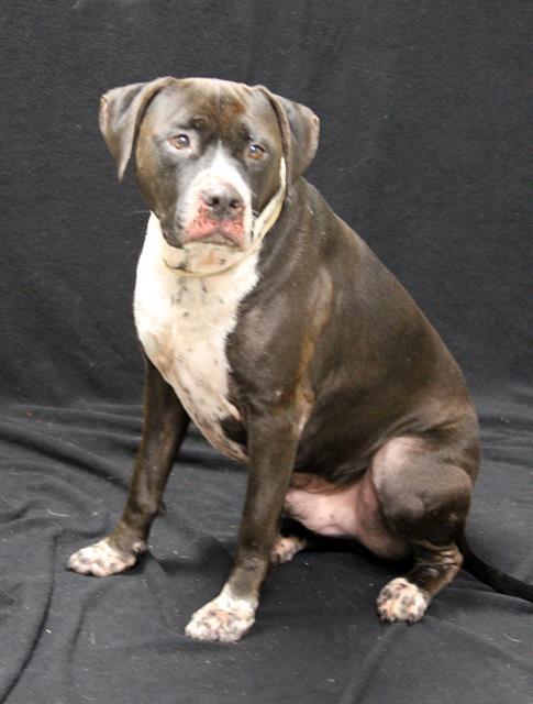 MAX, Adoptable, Adult Male Labrador Retriever & Mixed Breed.